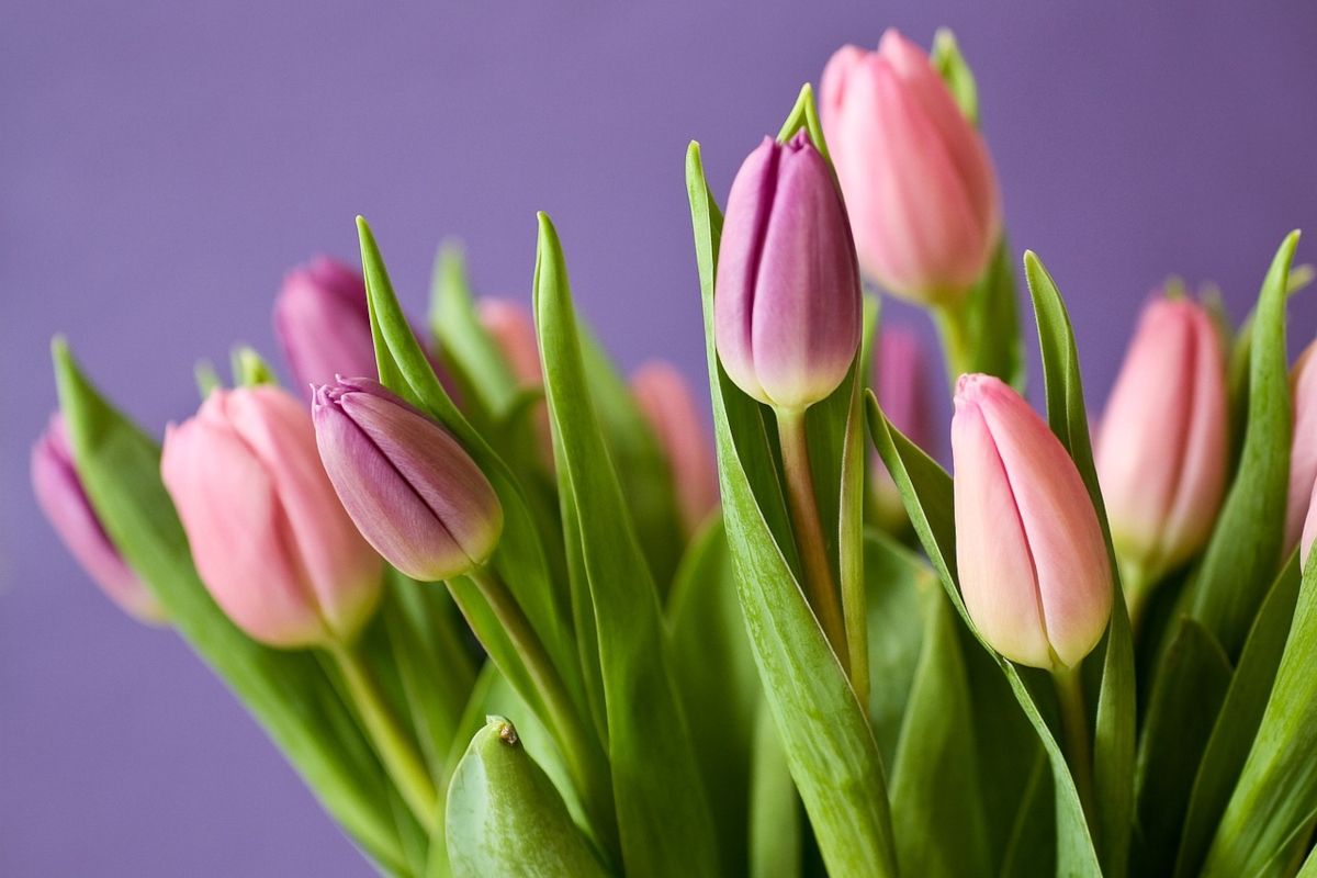 Ein Strauß Tulpen - Bild 1 - © Anelka - pixabay.com